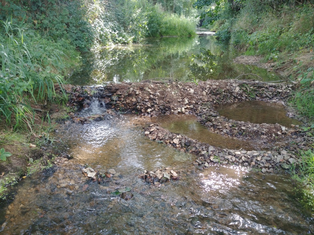 Barrage en ruisseau, plus de poisson ! 20190815