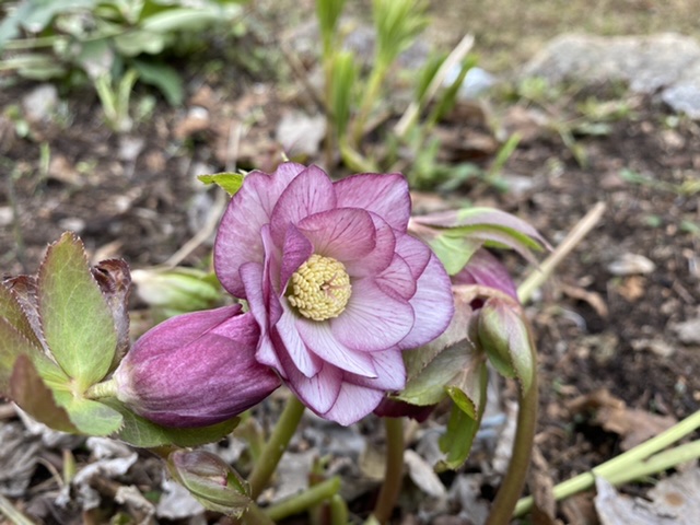 LES JARDINS DE ST-ÉLYSÉE DE BERSIMIS - SAISON 2020 B8161810