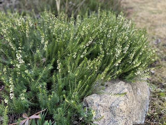 LES JARDINS DE ST-ÉLYSÉE DE BERSIMIS - SAISON 2020 Be373210