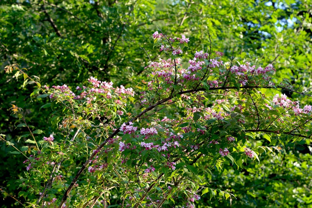 LES JARDINS DE SAINT-ÉLYSÉE DE BERSIMIS - Page 3 Bersi164