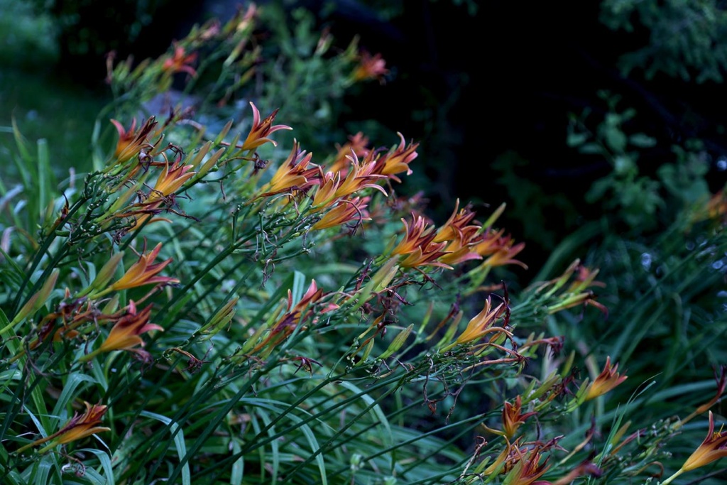 LES JARDINS DE SAINT-ÉLYSÉE DE BERSIMIS - Page 6 Bersi326