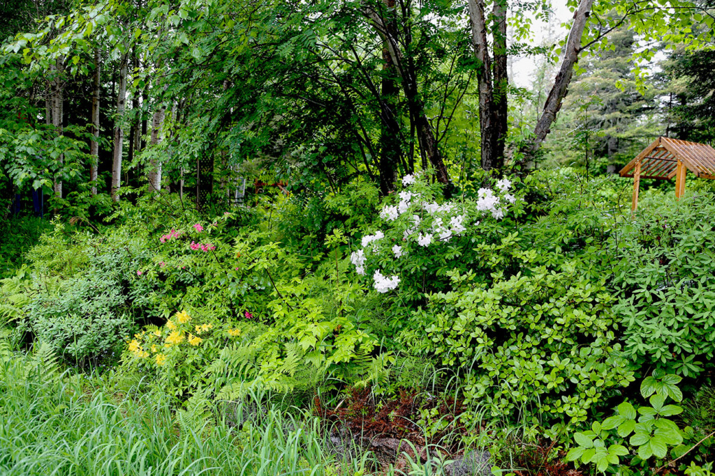 LES JARDINS DE ST-ÉLYSÉE DE BERSIMIS - SAISON 2020 - Page 3 Bersi463