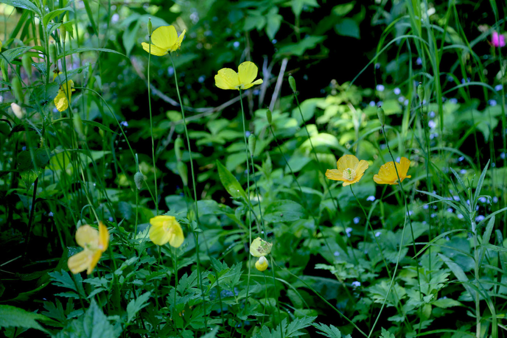 LES JARDINS DE ST-ÉLYSÉE DE BERSIMIS - SAISON 2020 - Page 3 Bersi470