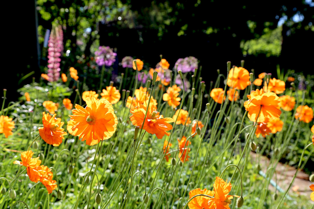 LES JARDINS DE ST-ÉLYSÉE DE BERSIMIS - SAISON 2020 - Page 3 Bersi471