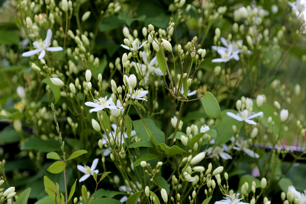 LES JARDINS DE ST-ÉLYSÉE DE BERSIMIS - SAISON 2020 - Page 4 Bersi550