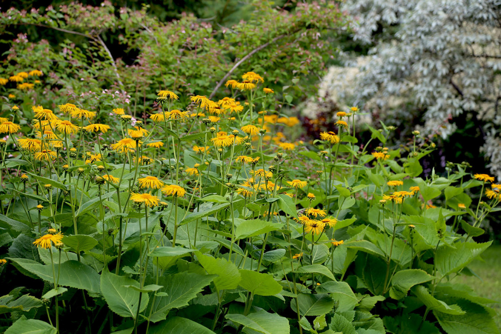 LES JARDINS DE ST-ÉLYSÉE DE BERSIMIS - SAISON 2020 - Page 5 Bersi606