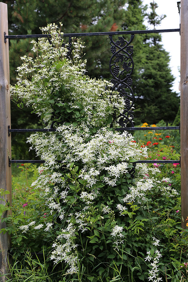 LES JARDINS DE ST-ÉLYSÉE DE BERSIMIS - SAISON 2020 - Page 5 Bersi610