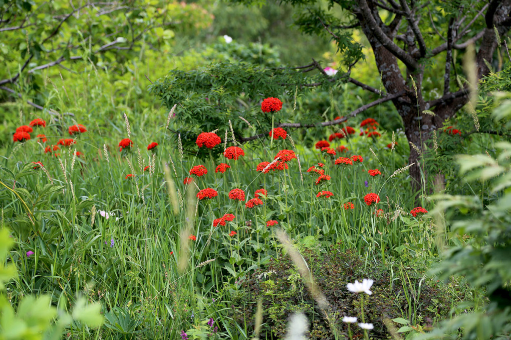 LES JARDINS DE ST-ÉLYSÉE DE BERSIMIS - SAISON 2020 - Page 5 Bersi618