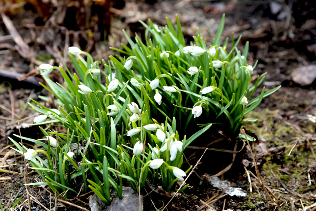 Bersimis - LES JARDINS DE ST-ÉLYSÉE DE BERSIMIS - SAISON 2021 - Page 3 Bersi727