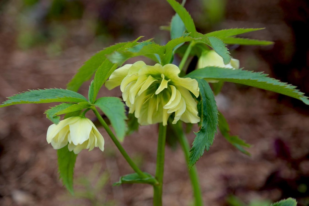 LES JARDINS DE SAINT-ÉLYSÉE DE BERSIMIS Bersim16