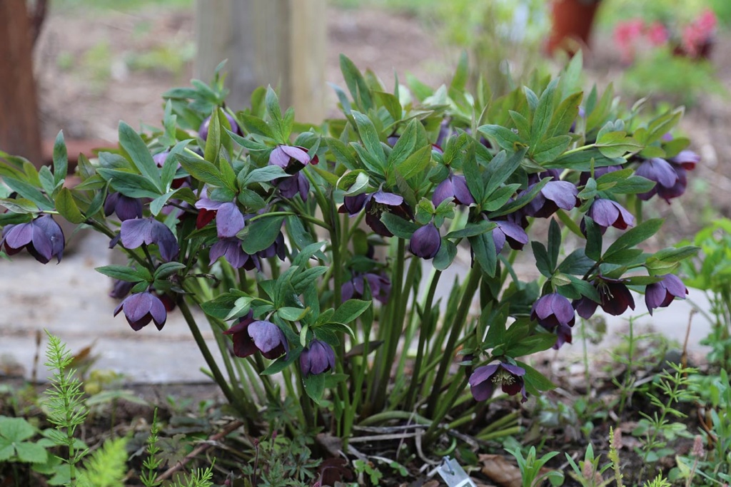 LES JARDINS DE SAINT-ÉLYSÉE DE BERSIMIS Bersim18