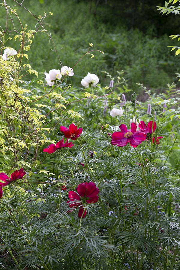 LES JARDINS DE SAINT-ÉLYSÉE DE BERSIMIS - Page 2 Bersim49