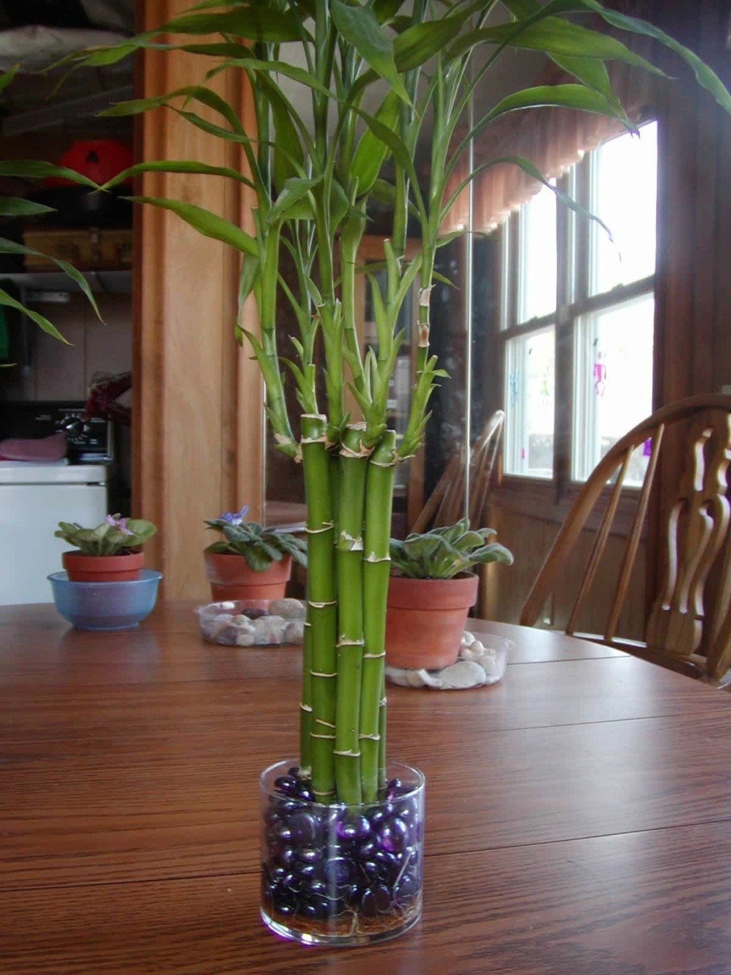 Comment tailler un *lucky bamboo* ?? F83c4d10