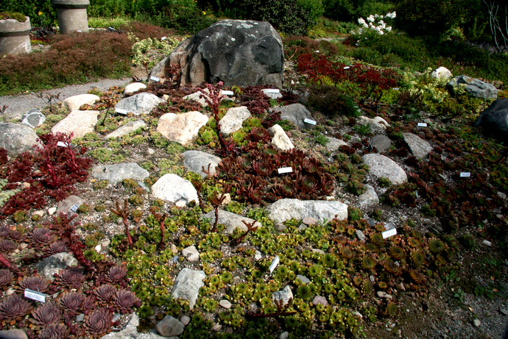 Wrightman's Alpines 2021... - Page 2 Kingsb11
