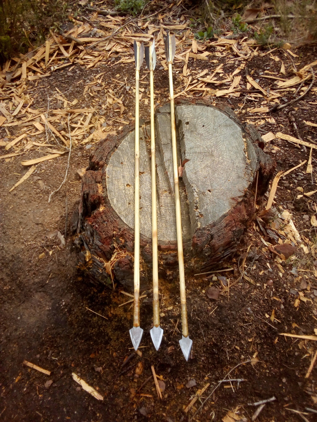 Flechas de bambú Pseudosasa japonica. Img_2159