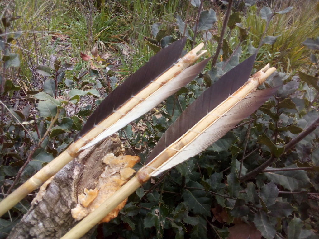 Flechas de bambú Pseudosasa japonica. Img_2161