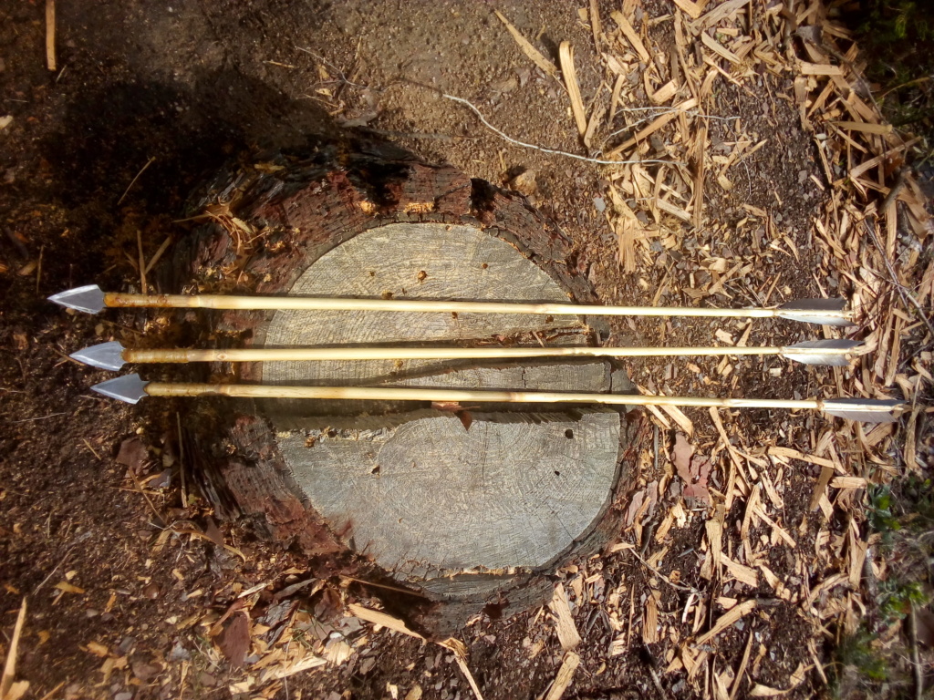 Flechas de bambú Pseudosasa japonica. Img_2162