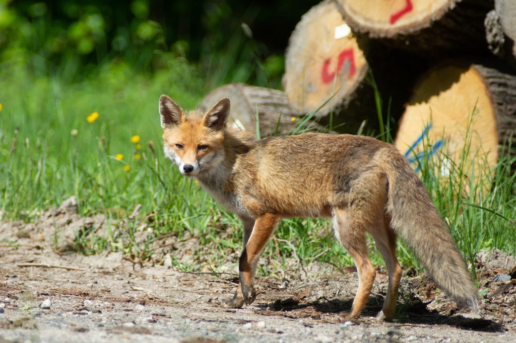 La Renarde Renard11