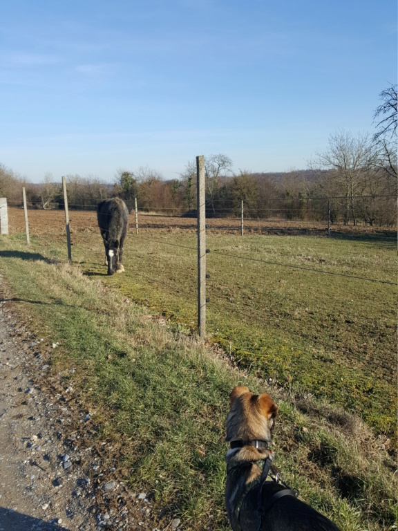 Loki (ex-Silence) - mâle - refuge d'Arad - réservé adoption (68) 20190227