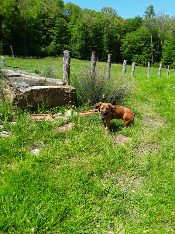 Falco-mâle- refuge de Targû Frumos - réservé adoption (70) 20190518