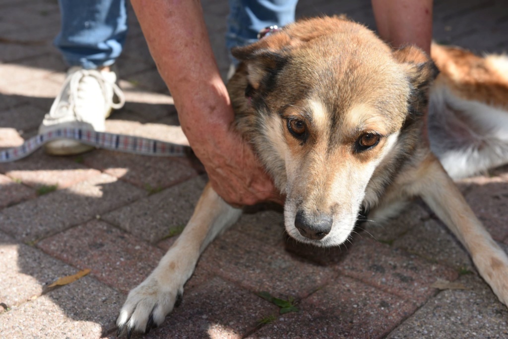 Sasha - chienne femelle - fourrière de Târgu Frumos - en famille d'accueil longue durée (67) -dcd 41433810