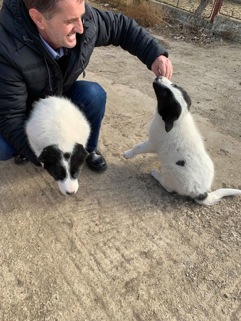 Ernest- mâle- fourrièe de Targu Frûmos - adopté en Hollande 52875310