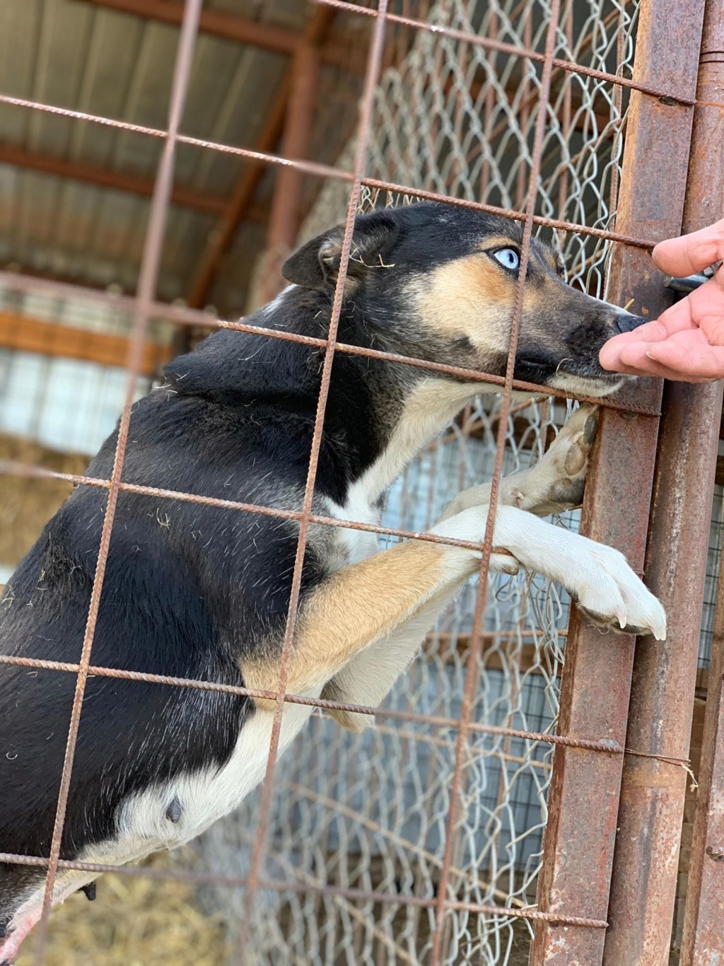 Bamboo- femelle- refuge de Targu Frûmos - réservée adoption 67 56757411