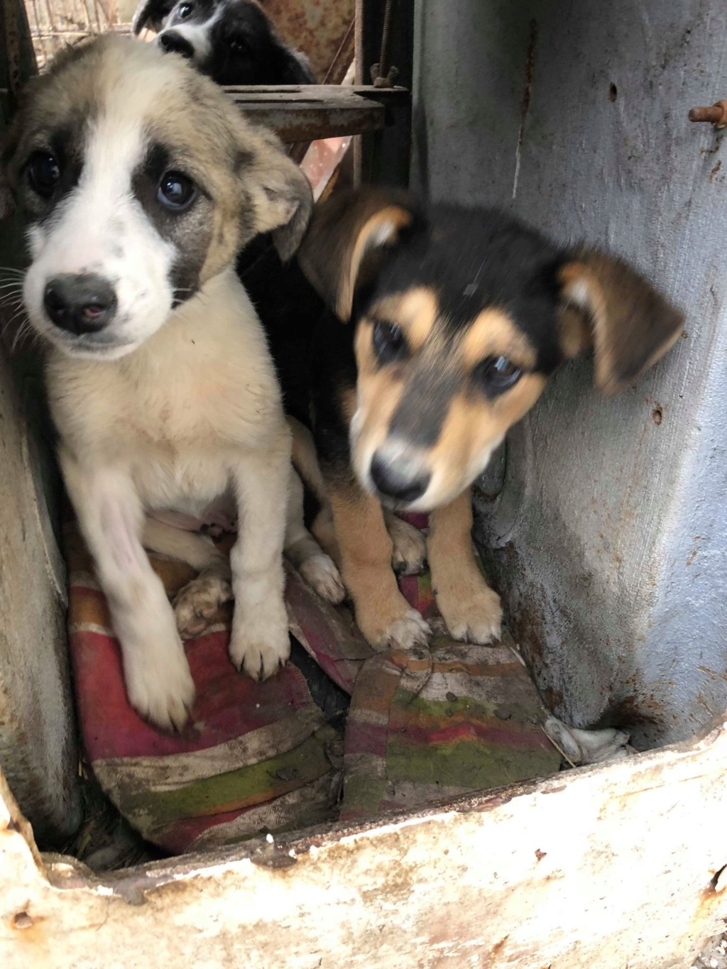 Noah (ex Noname)  - mâle - à la boulangerie (Târgu Frumos) - Réservé adoption 39) 57088111