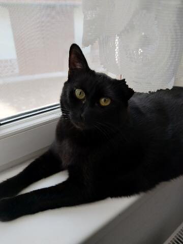 Obi Wan (ex-Figaro) - Mâle - réservé adoption 67 59999410