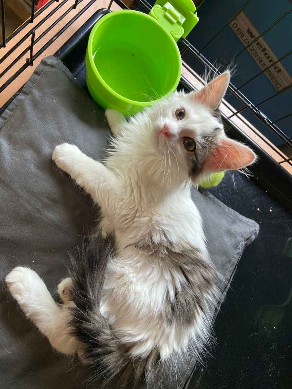 Risette - femelle- adoptée par sa FA 599e4710