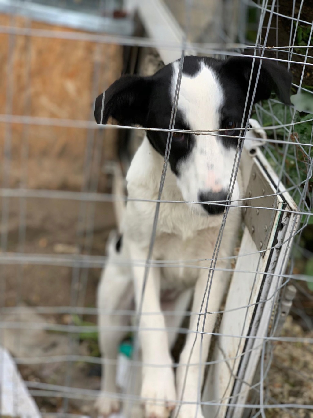 Opaline- femelle- refuge de Targu Frûmos - réservée adoption (57) 61739010