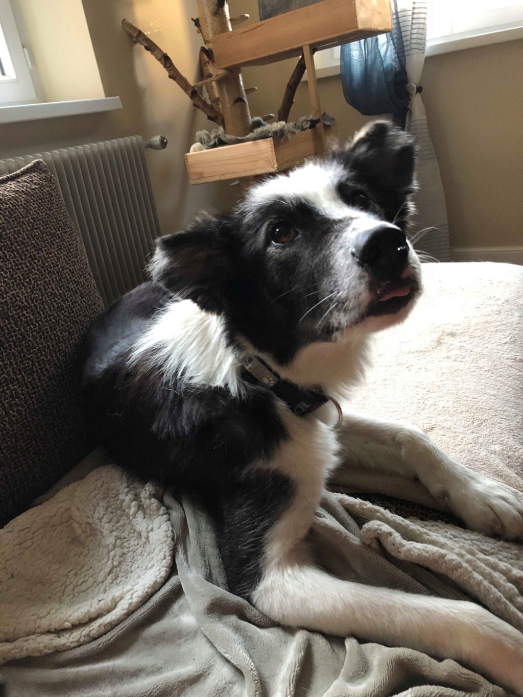 Winnie (ex-Everest) - chienne femelle - fourrière de Târgu Frumos - réservée adoption 38 65683110