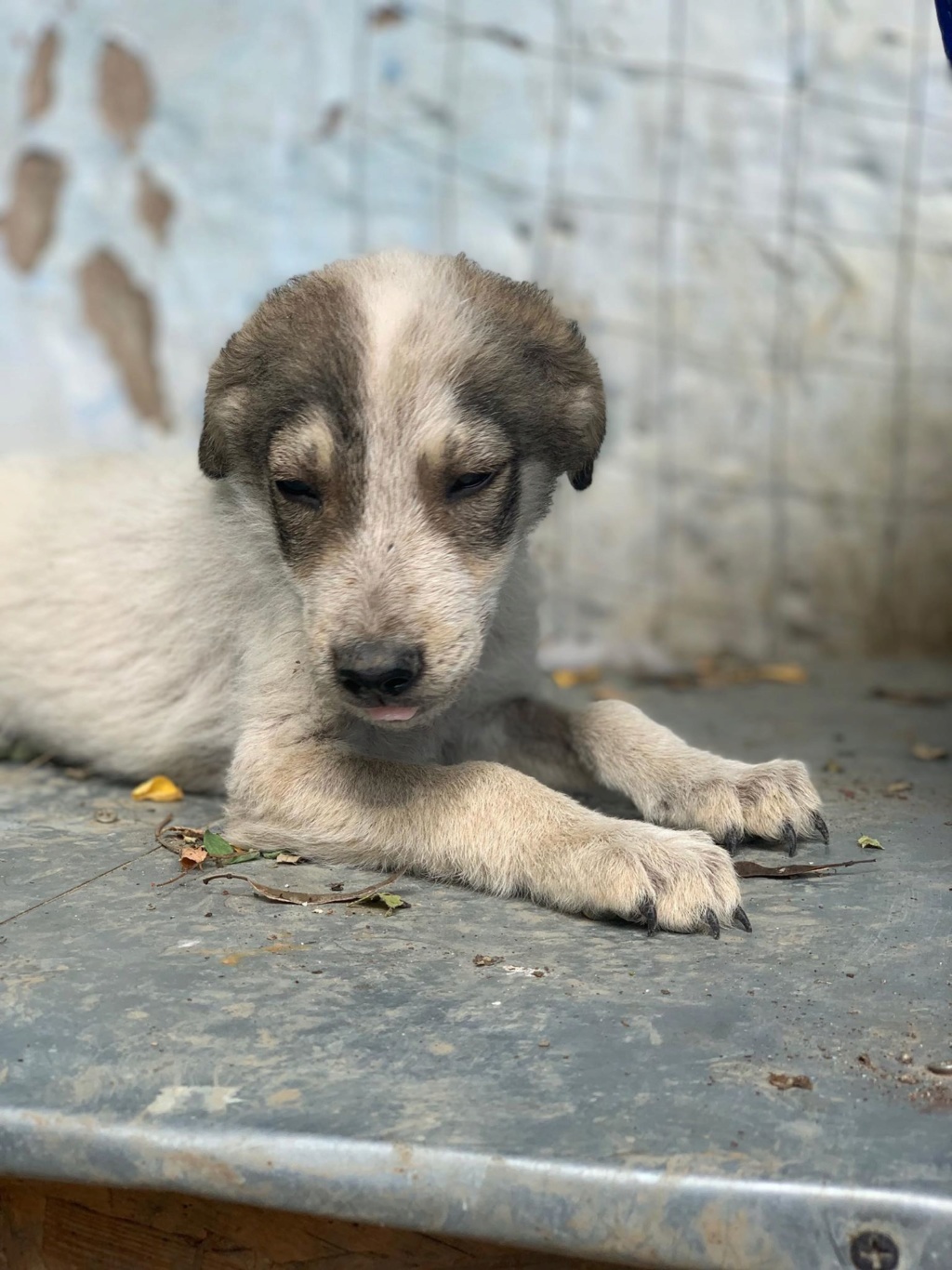 Pepsi (ex-Brocoli) -mâle- fourrière de Târgu Frumos - Adopté 67 67817310