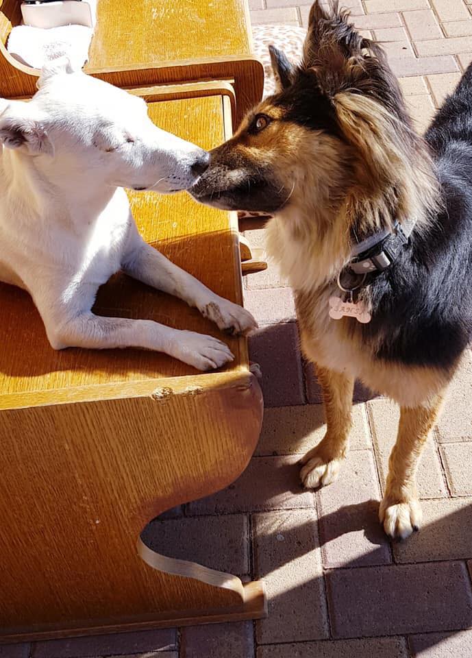 Sansa (ex-Anke) - chienne femelle- refuge d'Arad - réservée adoption 68 70834610