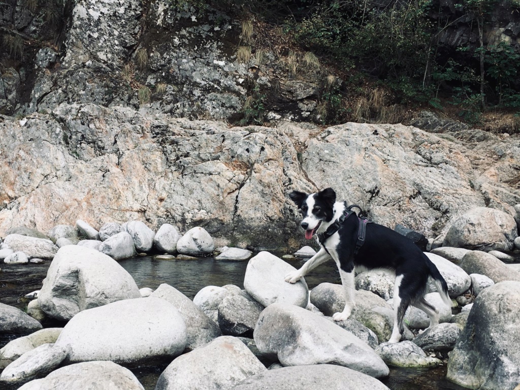 Winnie (ex-Everest) - chienne femelle - fourrière de Târgu Frumos - réservée adoption 38 72891010