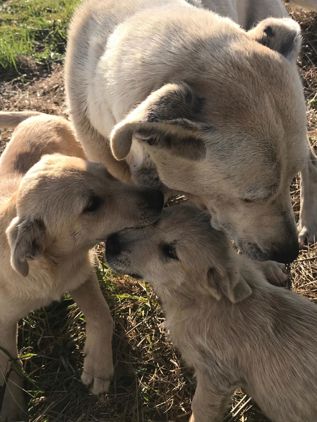 Beadie- femelle- près de Târgu Frumos - adoptée en Roumanie 72984110