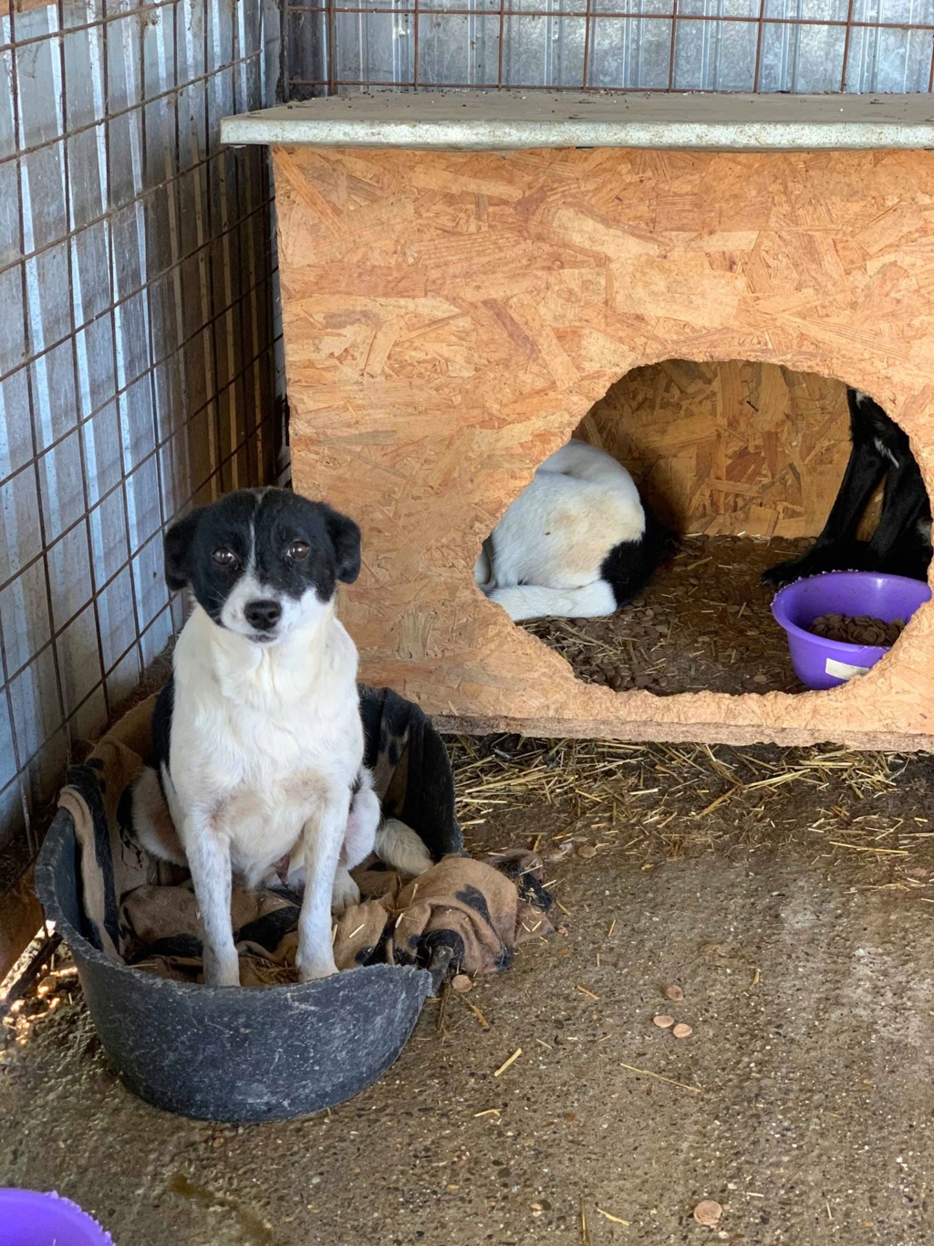 Oceane - femelle - fourrière de Târgu Frumos - réservée adoption 74614110