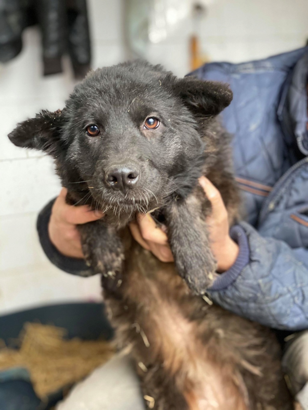 Mia (ex Zelinda) - femelle- fourrière de Târgu Frumos - réservée adoption 67 78234410