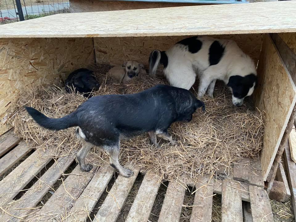 Onyx- mâle- fourrière de Târgu Frumos  adopté via andreea 80396110