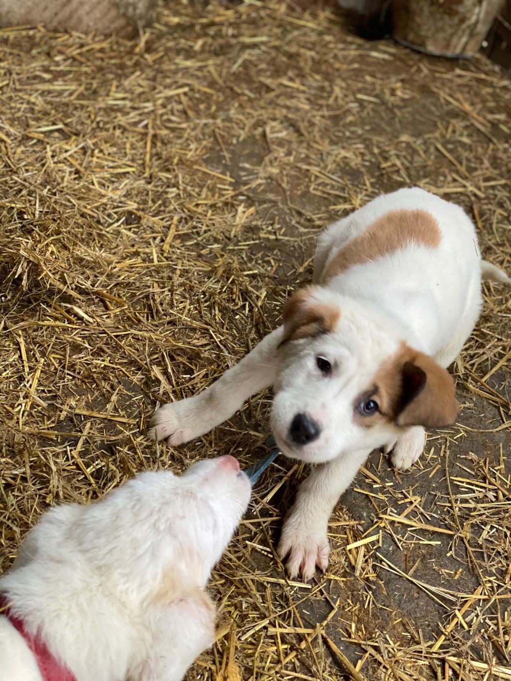 Paola (ex-Amber)- femelle- fourrière de Târgu Frumos - Réservée adoption (67)  Amber_16