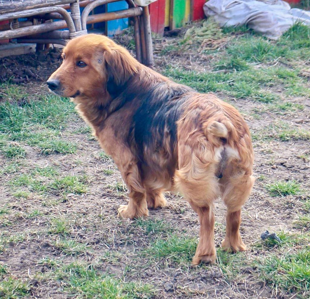 Arthur- mâle - refuge d'Arad - adopté en Angleterre Arthur19