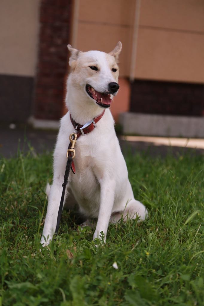 Laïka (ex Ashi) - femelle- refuge d'Arad- réservé adoption (57) Ashi_113