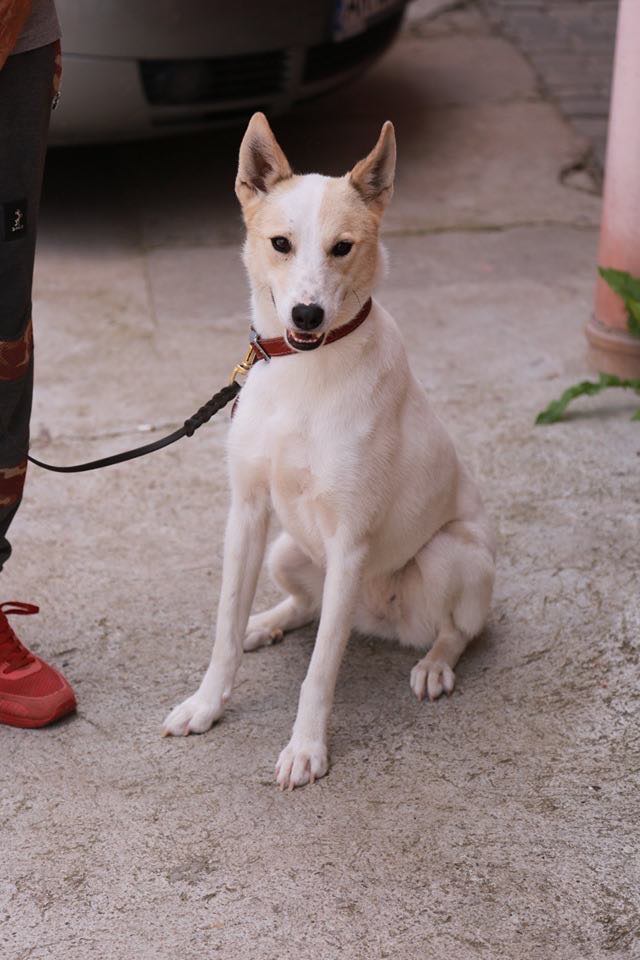 Laïka (ex Ashi) - femelle- refuge d'Arad- réservé adoption (57) Ashi_115