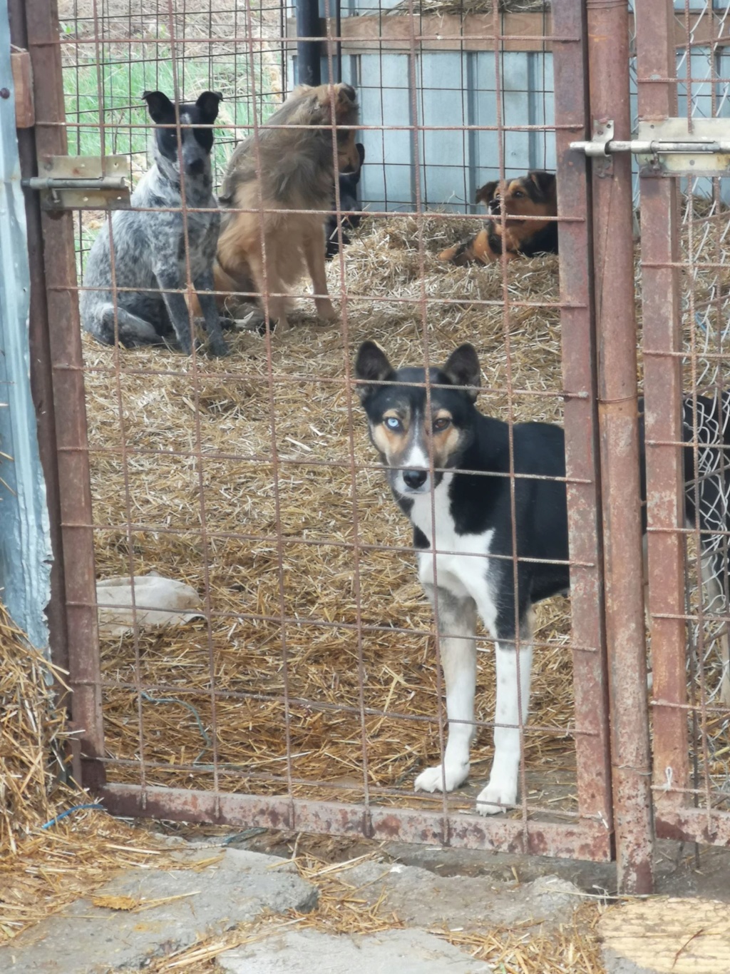 Bamboo- femelle- refuge de Targu Frûmos - réservée adoption 67 Bamboo12