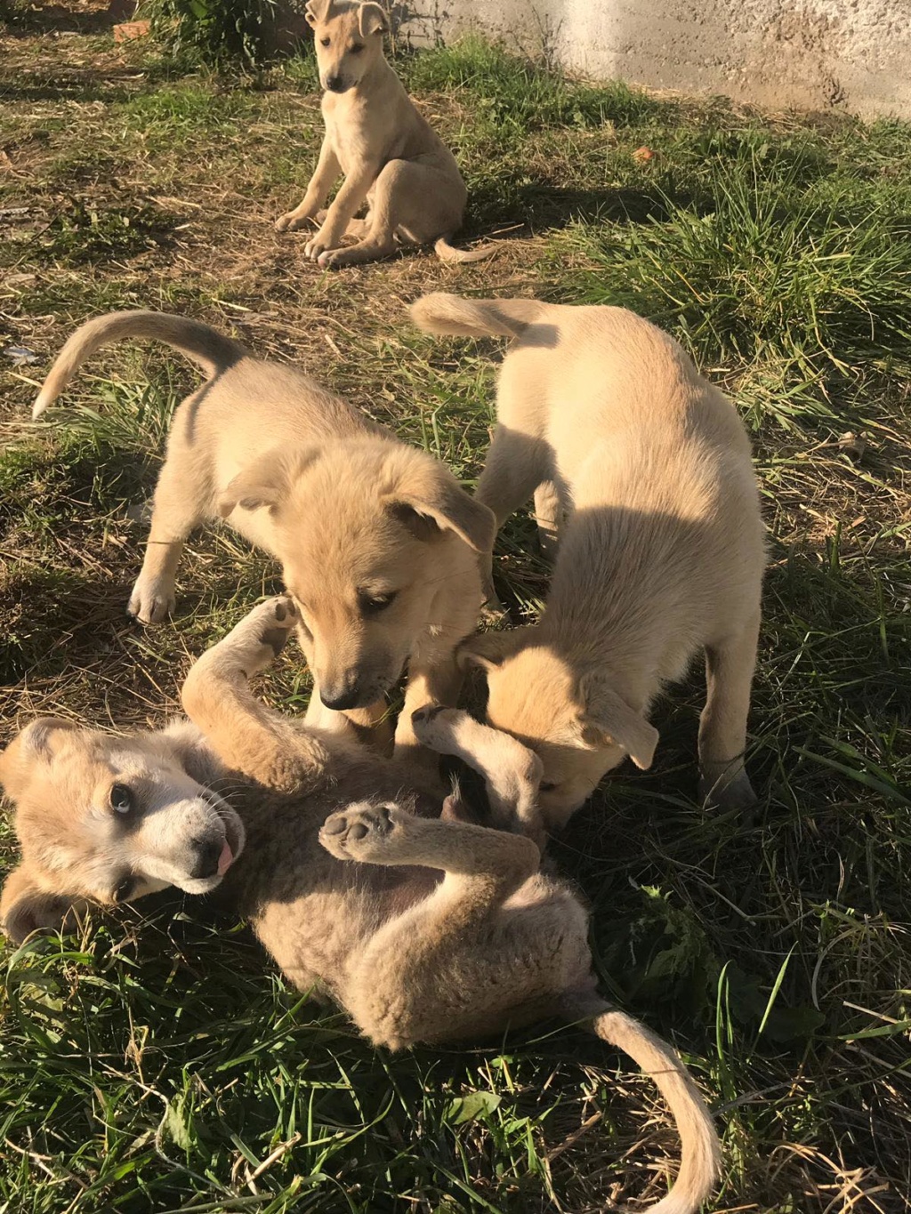 Armani- femelle- chez un bénévole près de Târgu Frumos - adoptée via Andreea Beadi119