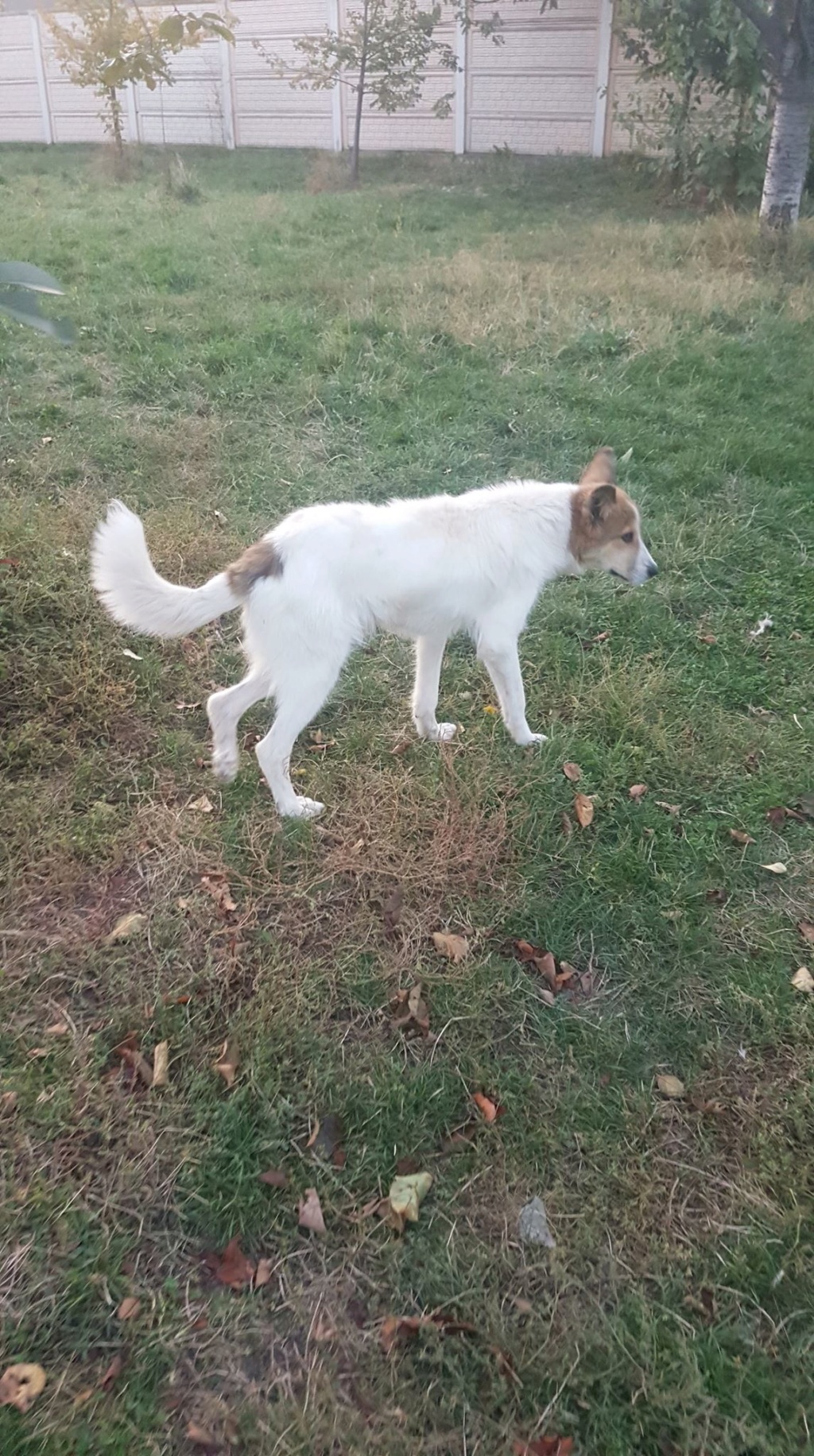 Cajou (ex-Casper)- mâle- refuge d'Arad - réservé adoption (68) Casper19