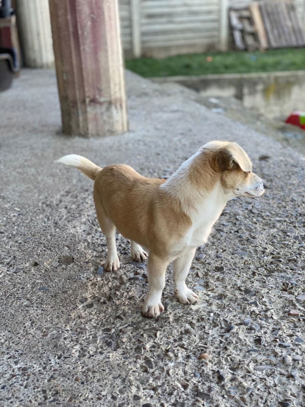 Figaro- mâle- fourrière de Târgu Frumos - réservé adoption (75) Figaro24