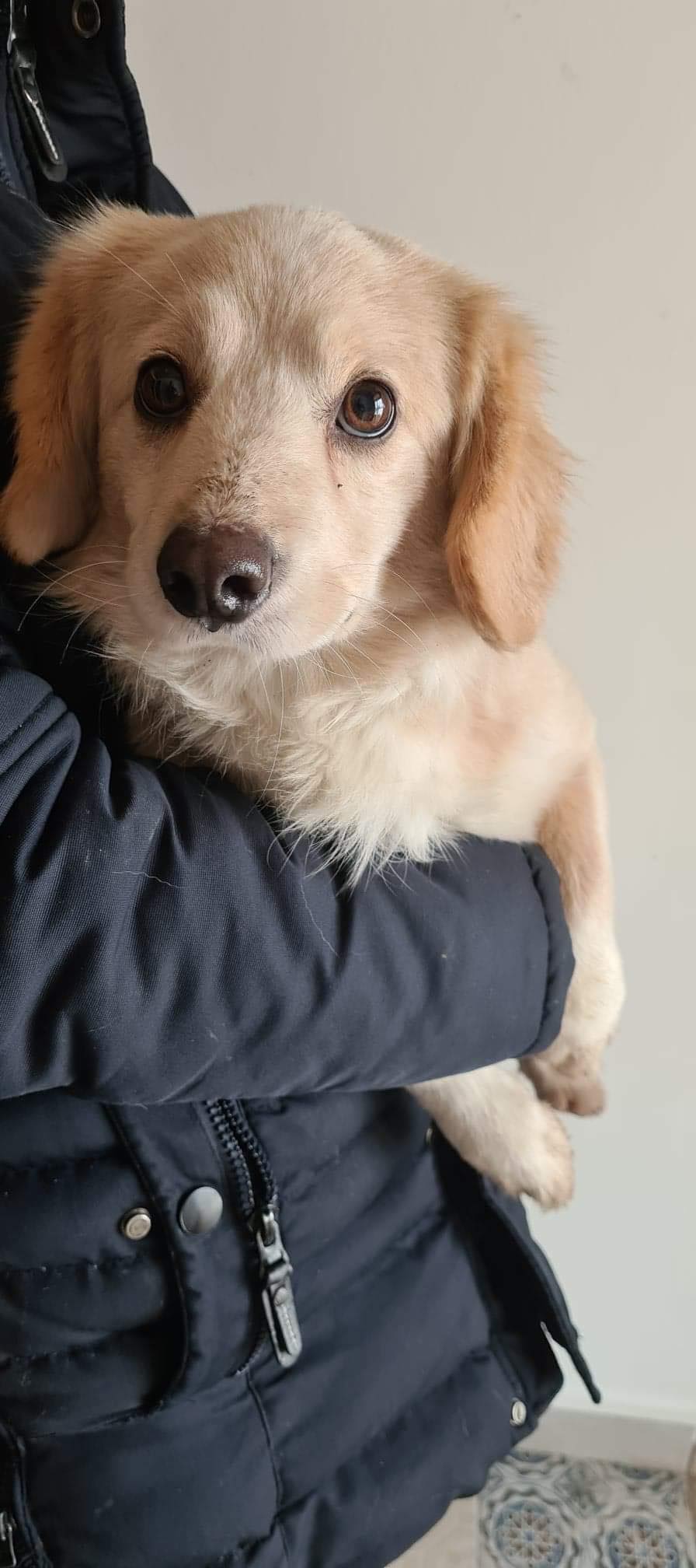Finnegan - mâle - fourrière de Târgu Frumos - en famille d’accueil (67) - réservé adoption  Finneg10