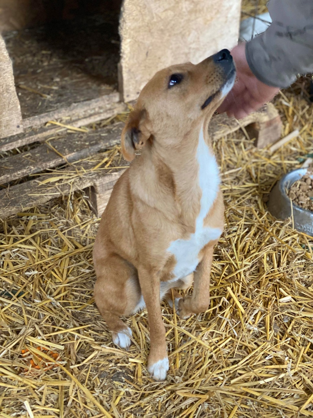 Nyla (ex-Georgia)- femelle- fourrière de Târgu Frumos - adopté dans le 67- Georgi50