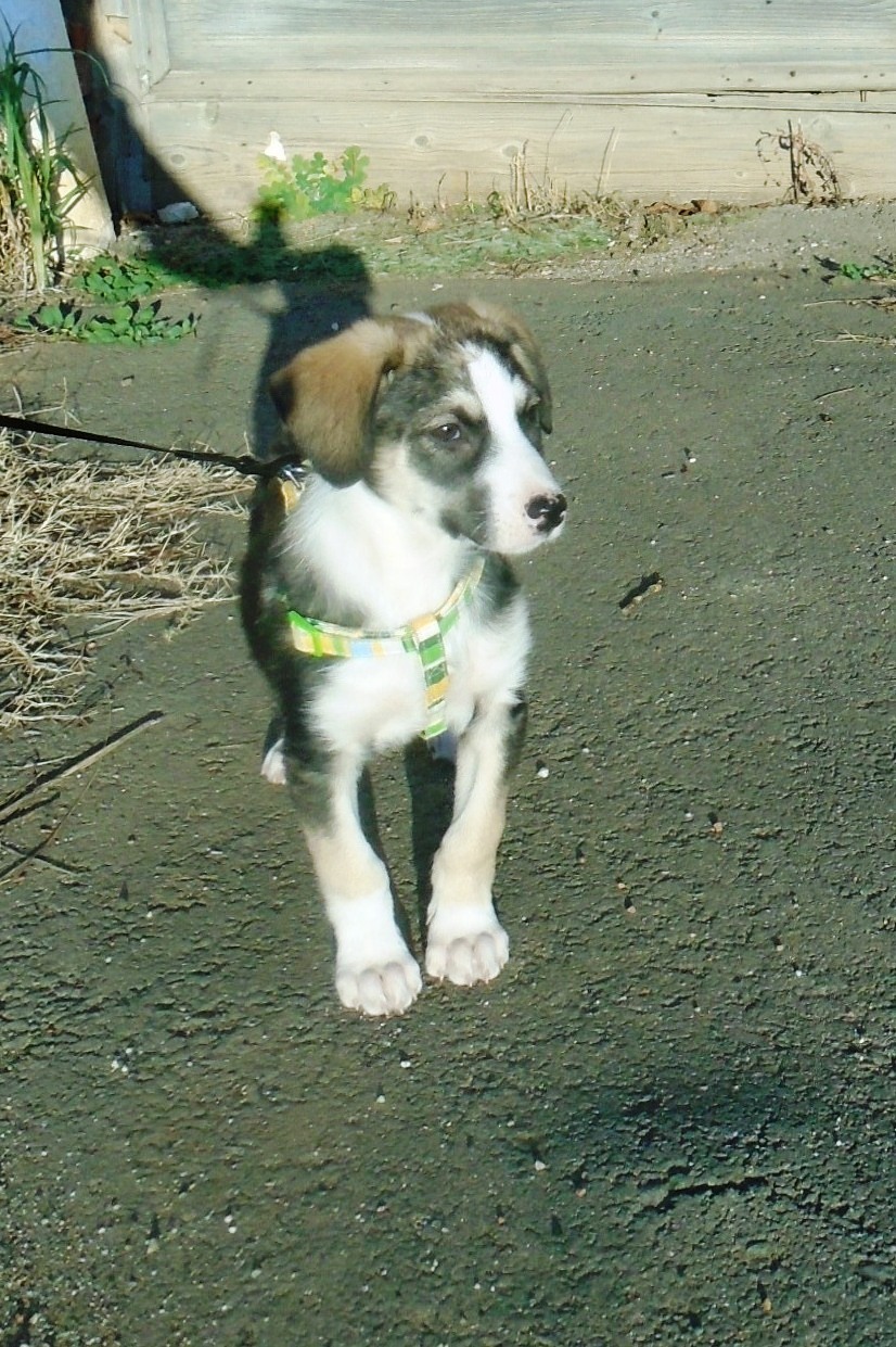 Genna (ex Starsky) -mâle- refuge d'Arad - Réservé adoption (67) Hutch_18